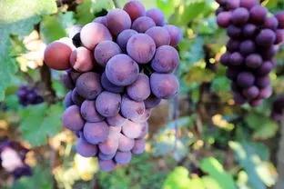 乳腺按摩可(kě)以解決乳腺增生(shēng)嗎(ma)？<a href=demo2.html target=_blank class=infotextkey>加博士</a>告訴你(nǐ)，不(bù)可(kě)以！