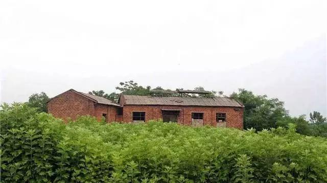 走進李時(shí)珍故裡(lǐ)：九尖貢艾，不(bù)一(yī)般的(de)“艾”